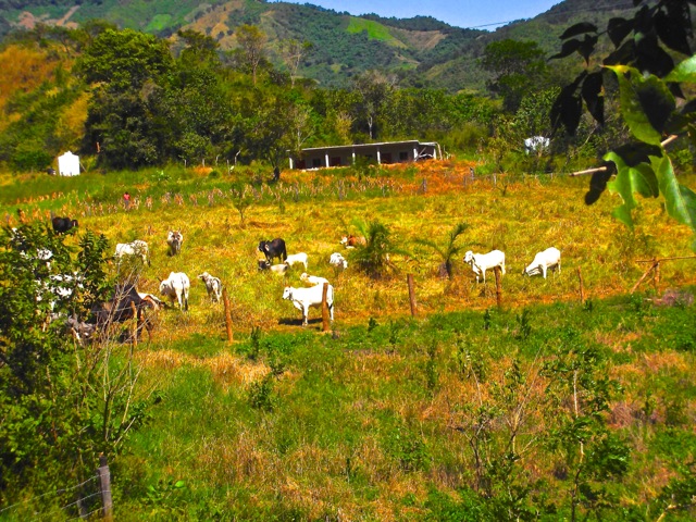 Los Tamarindos, San Pablo Coatlán