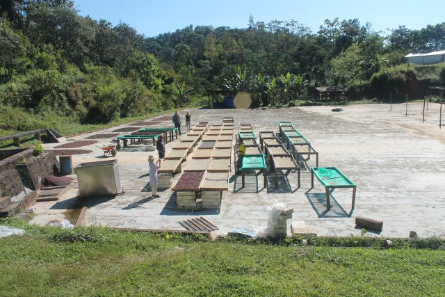 Drying beans, Finca Las Nieves