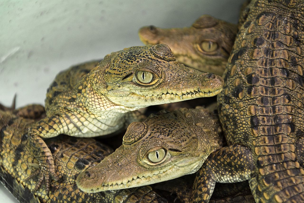 Baby Crocodiles, Ventanilla