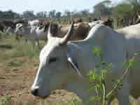 Zebu cattle, Chila