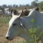 Chila: jaguars, cattle, cotton, fish