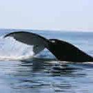 Puerto Vibe: in the sea