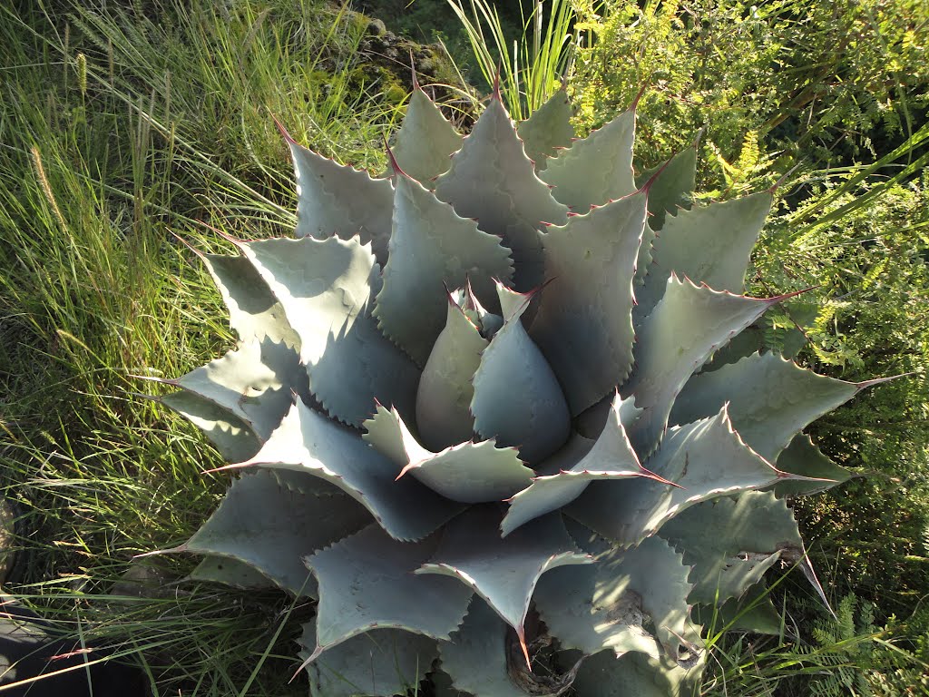 Tobalá maguey