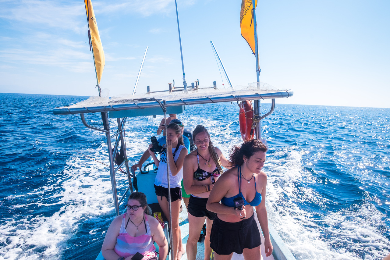 Swimming with Dolphins