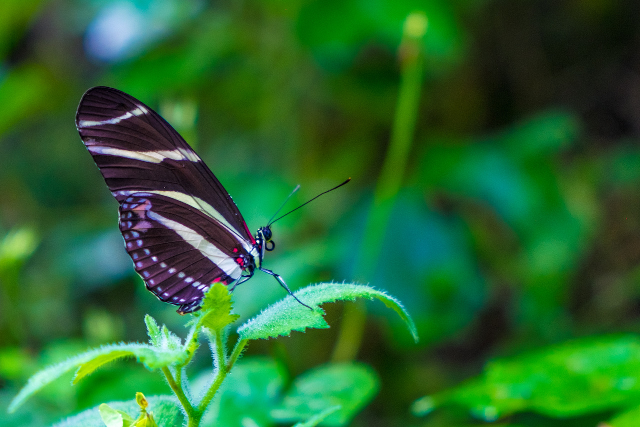 Monte Oscuro Waterfall