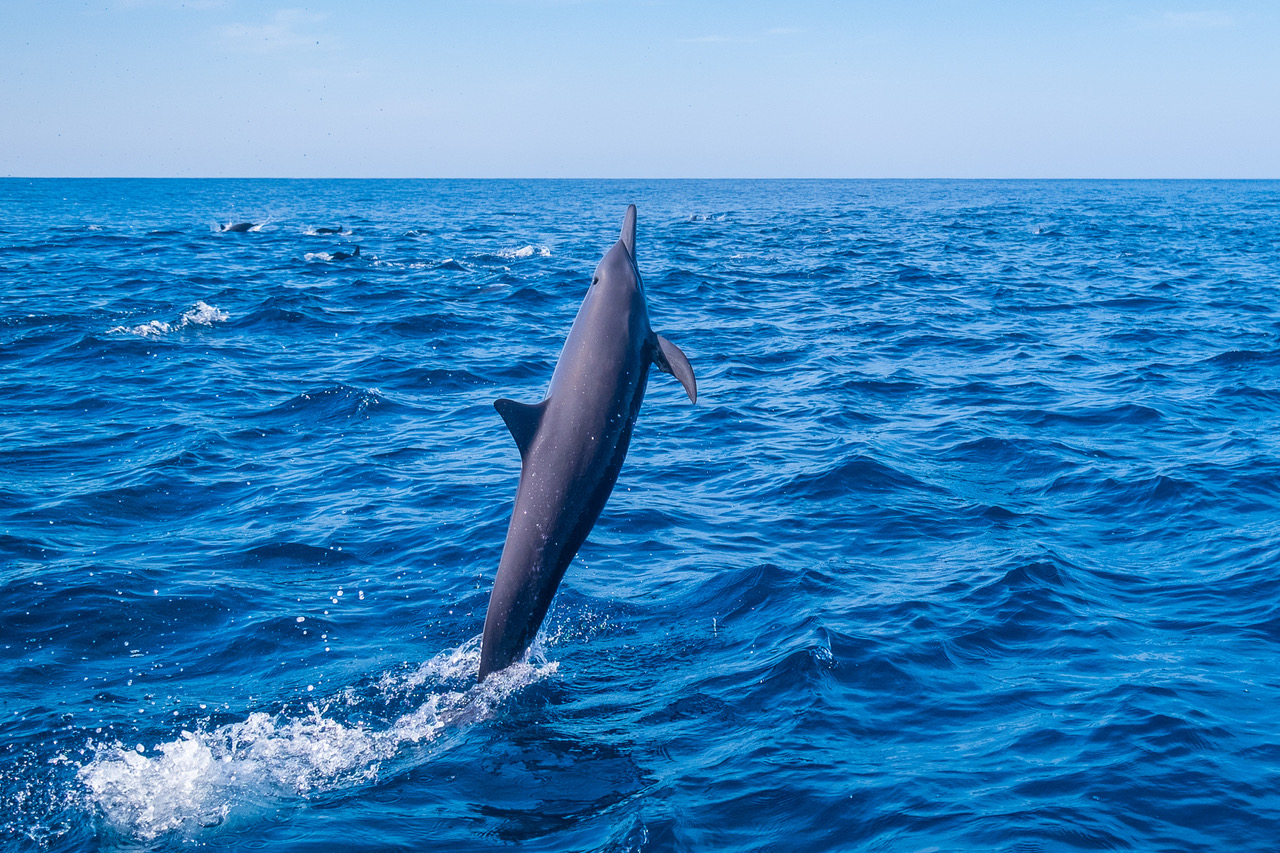 Swimming with Dolphins