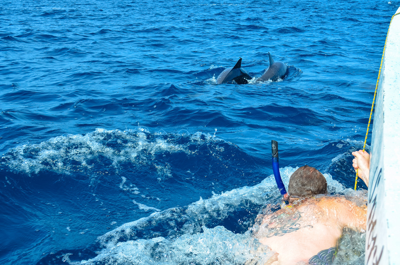 Swimming with Dolphins
