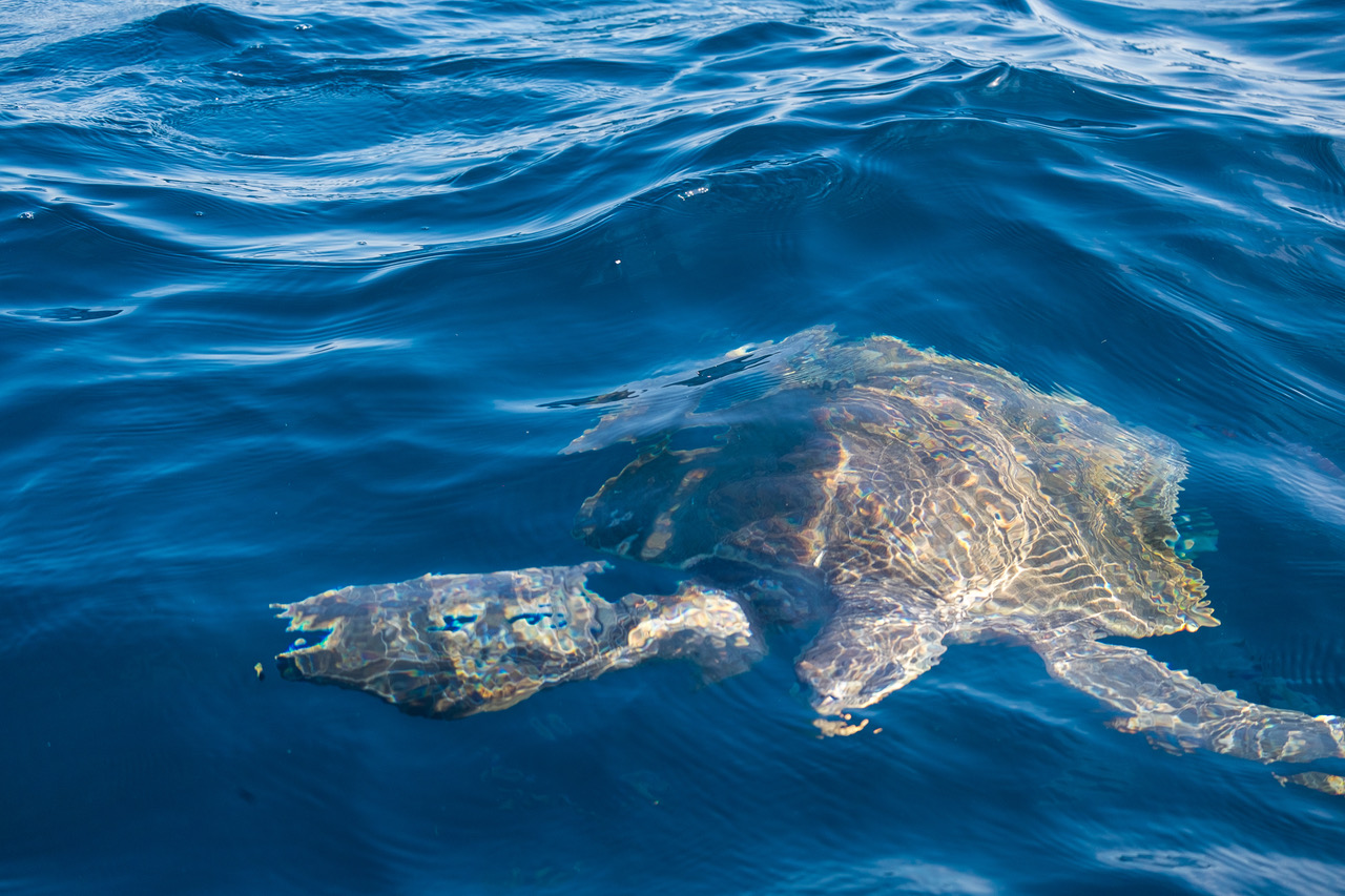 Swimming with Dolphins