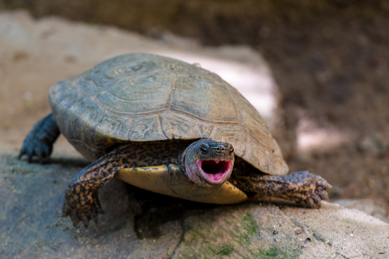 Things To Do on
a Day Trip to Mazunte