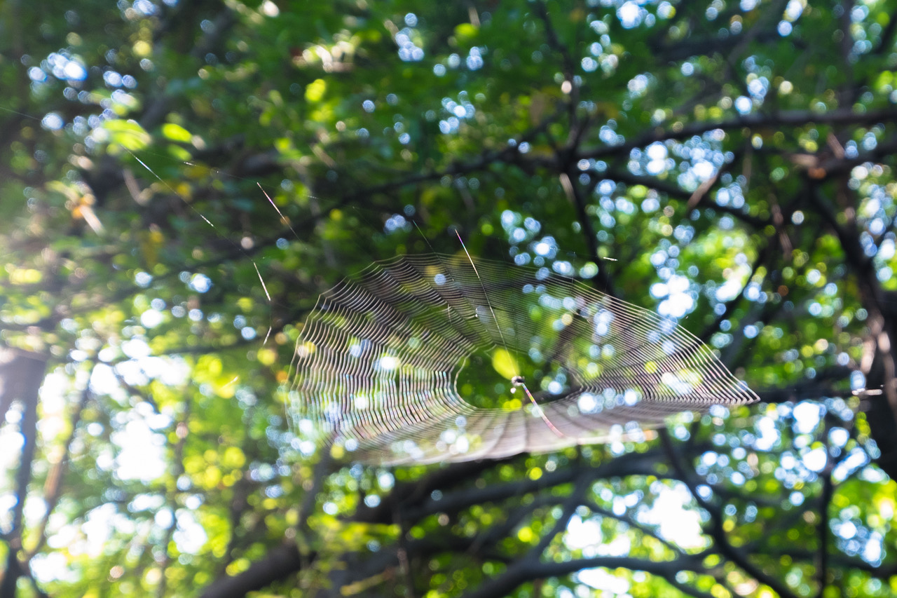 Things To Do on
a Day Trip to Mazunte