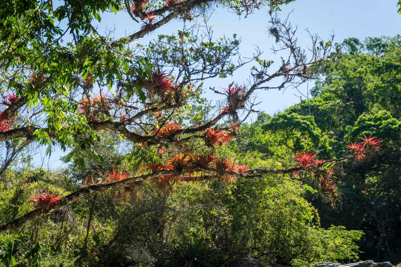 Wild Orchids. Photo: Ernesto J. Torres
