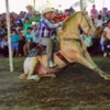 Los caballos que bailan