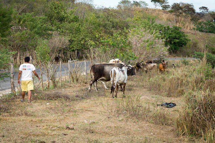 Cattle Ranches on the Coast. Photo: Ernesto J. Torres
