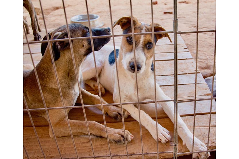 Sanctuary for sick and abandoned dogs. Photo: Ernesto J. Torres