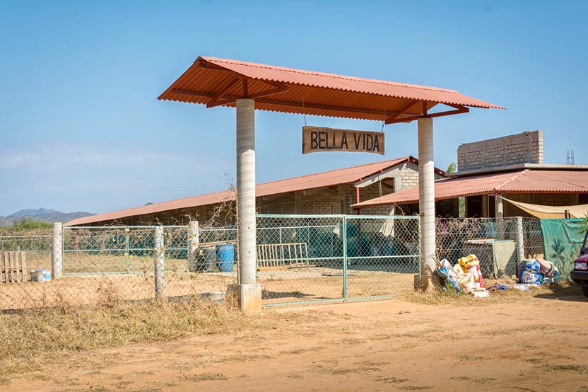 Sanctuary for sick and abandoned dogs. Photo: Ernesto J. Torres