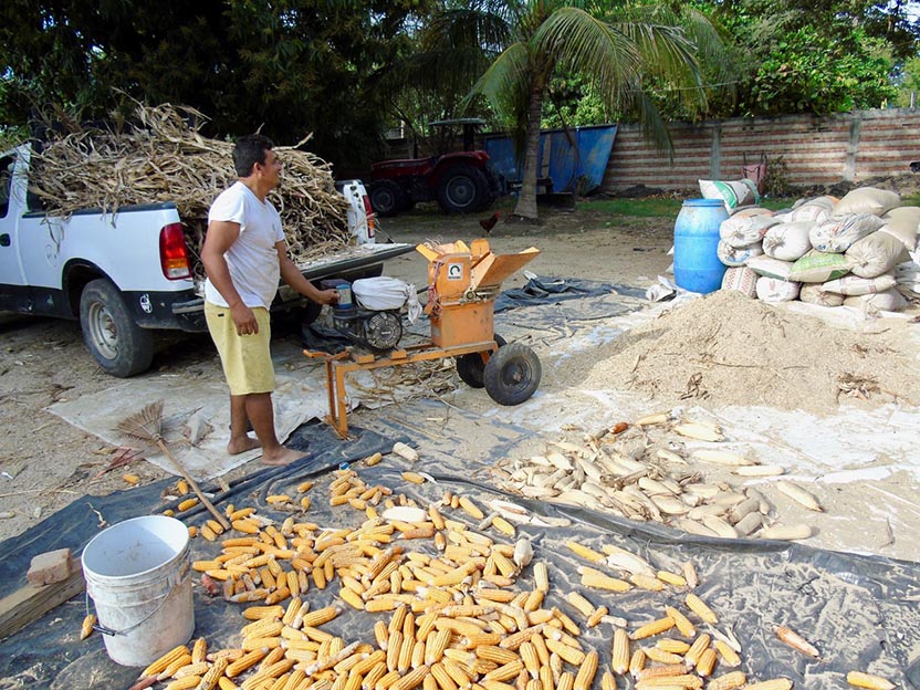 Cattle Ranches on the Coast.
Photo: Ernesto J. Torres