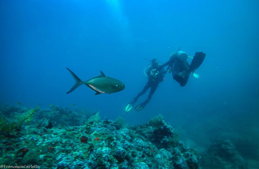 Puerto Escondido at Sea: Diving, Dolphins and Whales. Photo: Francesca Carletti