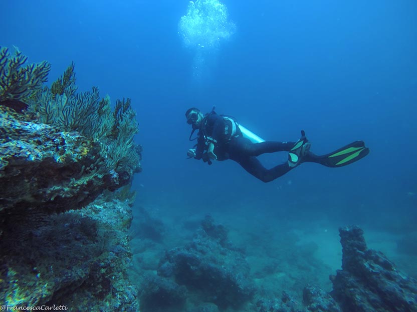 Puerto Escondido at Sea: Diving, Dolphins and Whales. Photo: Francesca Carletti