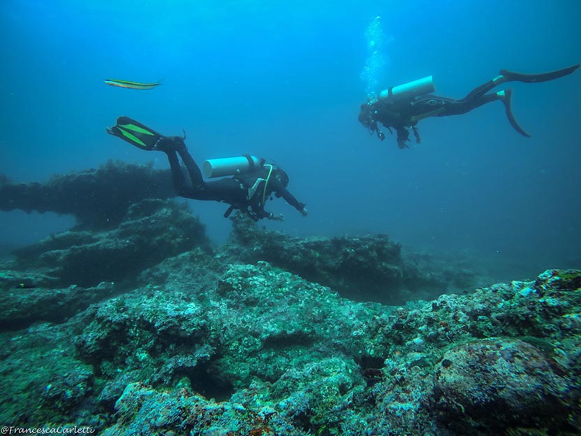 Puerto Escondido at Sea: Diving, Dolphins and Whales. Photo: Francesca Carletti