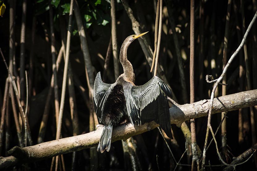 The Lagoons of Chacahua. Photo: Ernesto J. Torres