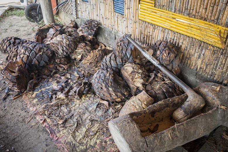 Mezcal piñas ready to be mashed. Los Cántaros. Photo: Ernesto J. Torres