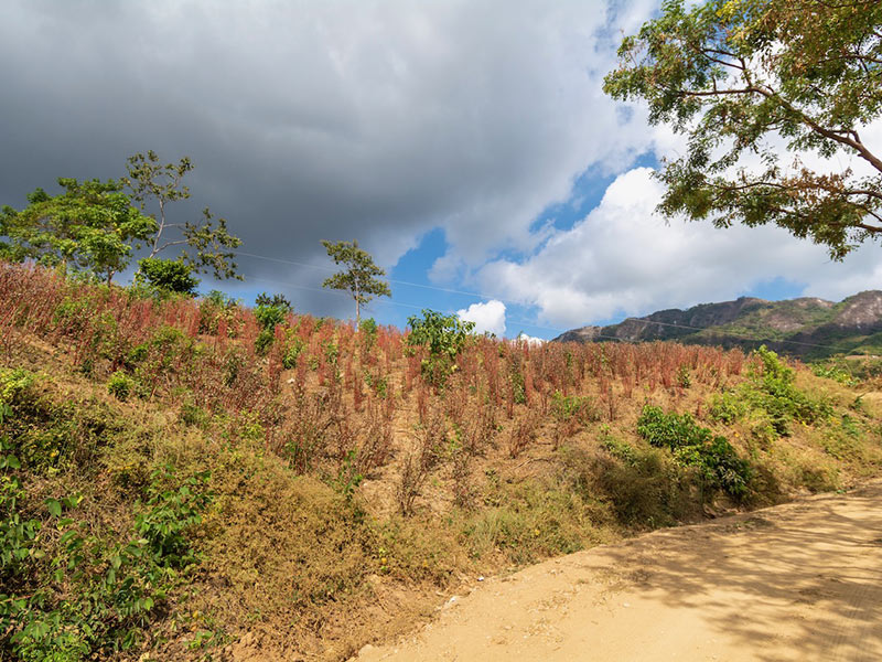 San Francisco Cozoaltepec. Foto: Ernesto J. Torres