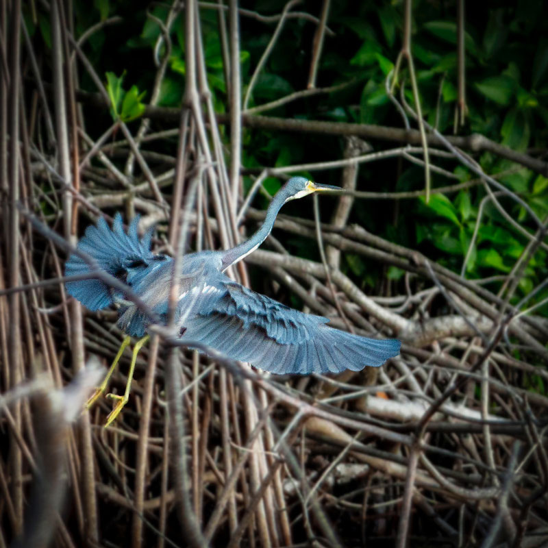 Tricolored Heron