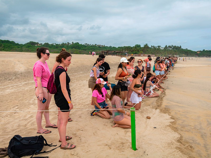 Baby turtle release.
