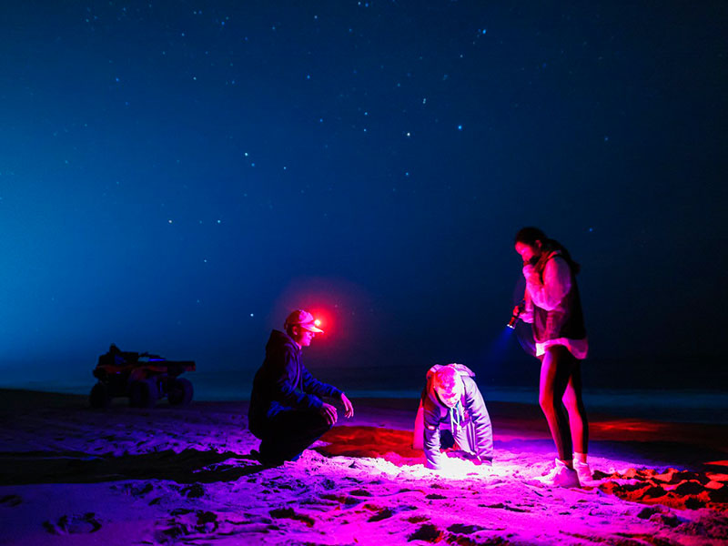 Rescuing eggs at night.jpg