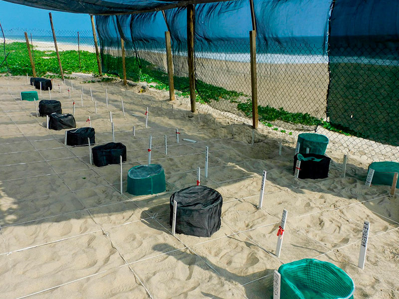 Campamento Palmarito on Delfines beach.