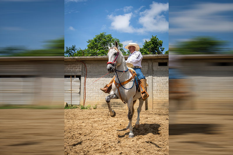 Pancho Santos, Caballos de Melquiades