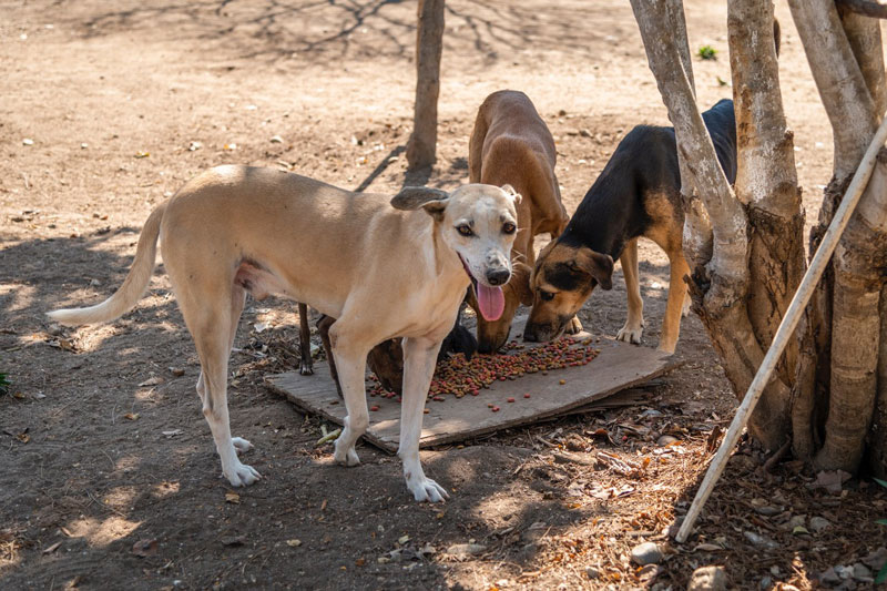 There is space now fo 40 dogs