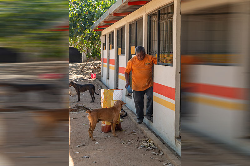 Don Pedro, the manager, feeds the dogs once a day