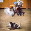 Peleas de gallos en Chila