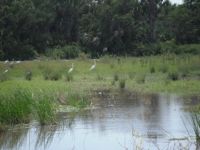Birds & mangroves, Chila