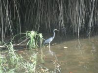 Manialtepec mangroves