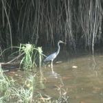 Snowbirds vs. Snowbirds