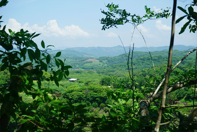 Botanic Garden Landscape