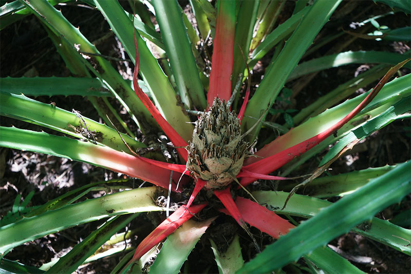 plant in the botanic garden