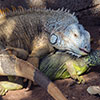 Save the Iguanas!