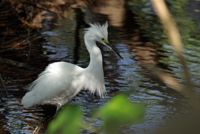 Snowy Egret
