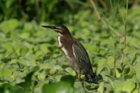 Green Heron