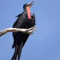 Saving the Manialtepec Mangroves: the Fight Continues