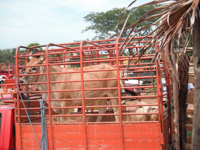Livestock Market in Colotepec