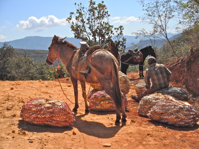 Sta Martha, San Baltazar, Loxicha
