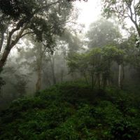 Sustainable Organic Farming
At Finca Las Nieves
